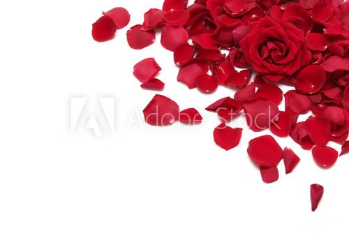 Płatki różane – romantyczna kompozycja w kolorach miłości
 Kwiaty Fototapeta