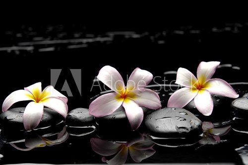 Plumerie w towarzystwie czarnych kamieni Kwiaty Fototapeta