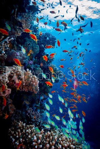 Podwodna lekkość bytu Rafa koralowa Fototapeta