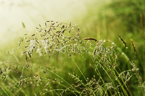 Poranna rosa na dzikich trawach – naturalna harmonia Trawy Fototapeta