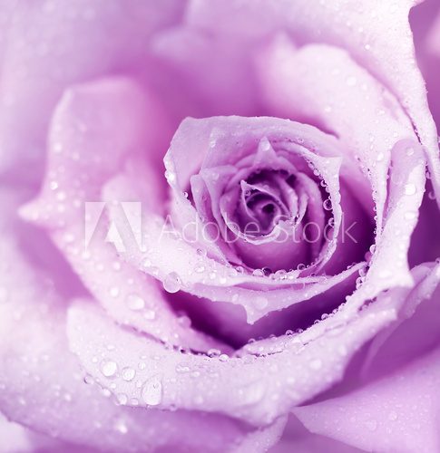 Purpura i róża – zbliżenie
 Kwiaty Fototapeta
