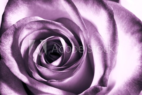 Purpurowa różyczka
 Kwiaty Fototapeta