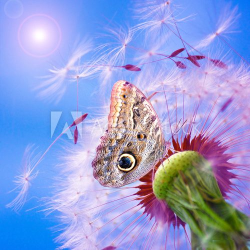 Pusteblume mit Schmetterling  Dmuchawce Fototapeta