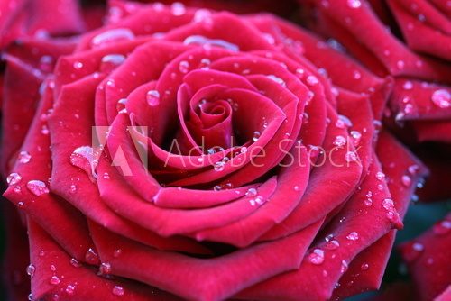 Rosa – róża w porannych kroplach
 Kwiaty Obraz