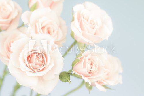 Różane ukojenie. Szkic natury. Rysunki kwiatów Fototapeta