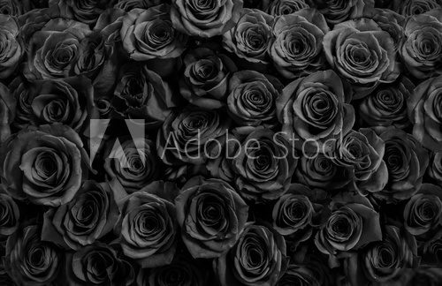 Róże w czarnej głębi Kwiaty Fototapeta