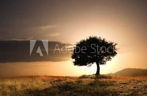 Samotne drzewo i zachód słońca
 Obrazy do Salonu Obraz
