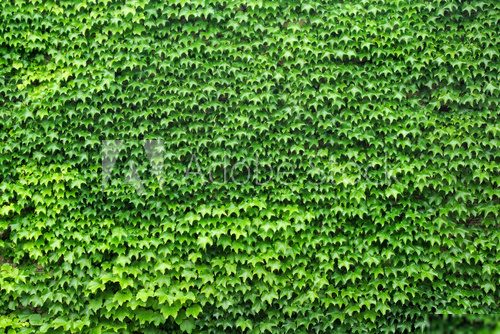 Ściana w zielonym bluszczu Tekstury Fototapeta