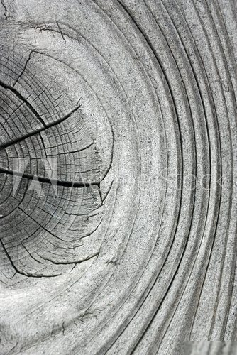 Ścięte drzewo – słoje na szaro
 Tekstury Fototapeta