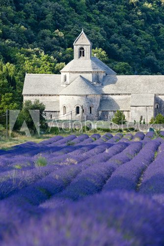 Senanque abbey with lavender field, Provence, France Prowansja Fototapeta