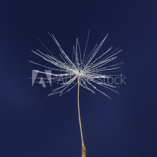 single dandelion seed with drops  Dmuchawce Fototapeta