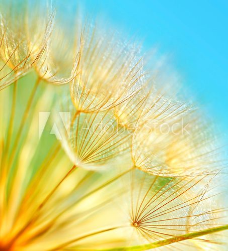 Soft dandelion flowers  Dmuchawce Fototapeta