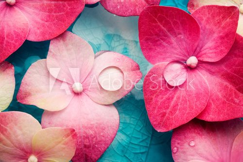 Spa & wellness – kwiaty w służbie relaksu
 Kwiaty Fototapeta