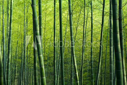 Spokojna harmonia bambusowego lasu Las Fototapeta