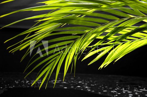 W tchnieniach zielonej palmy Fototapety do Łazienki Fototapeta