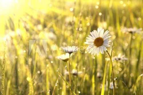 Stokrotki o poranku – wiosenna łąka
 Kwiaty Obraz