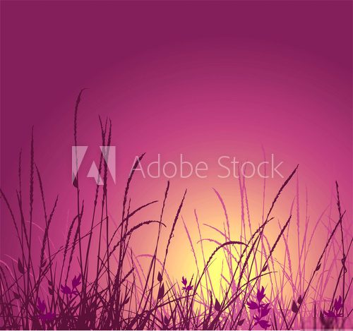 sylwetka trawy w słońcu
 Rysunki kwiatów Fototapeta