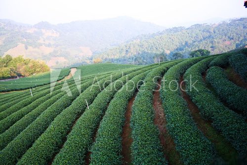 Tea Plantation Plakaty do Salonu Plakat