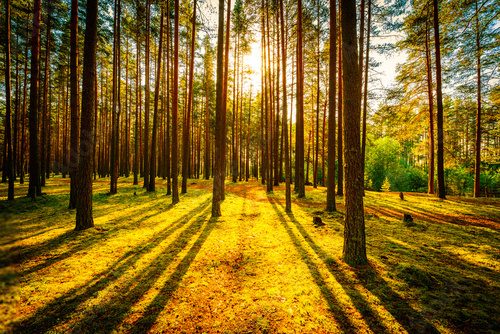 The sun shines through the trees in the pine forest on a clear summer day Las Fototapeta