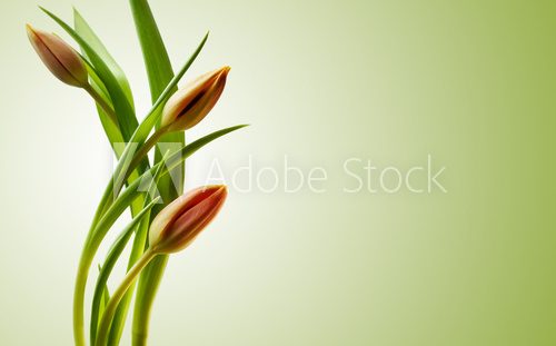 Tulipany – minimalistyczne piękno natury
 Kwiaty Fototapeta