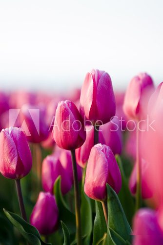 Tulipany na łące
 Kwiaty Obraz