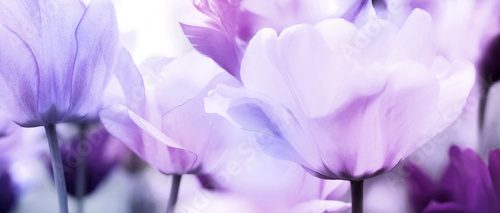 Tulipany w bieli i fioletach Kwiaty Fototapeta