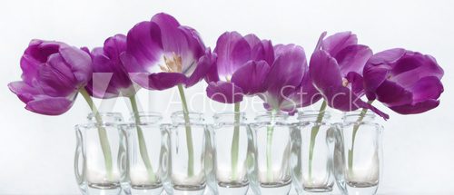 Fioletowe tulipany w wazonikach Fototapety do Kuchni Fototapeta