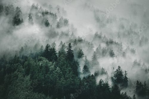 View of foggy mountains. Trees in morning fog Las Fototapeta