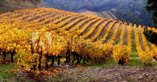 Vineyard Landscape in autumn Prowansja Fototapeta