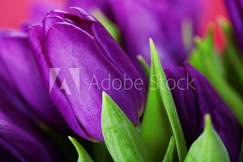 W barwnym śpiewie tulipanów Kwiaty Fototapeta