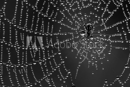 W deszczu. Utkane przez pająka. Fototapety Czarno-Białe Fototapeta