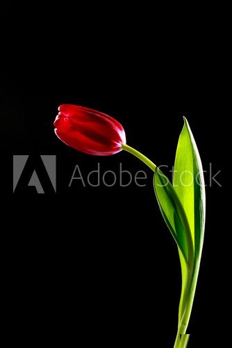 W rozmowie z tuliPanem Kwiaty Fototapeta
