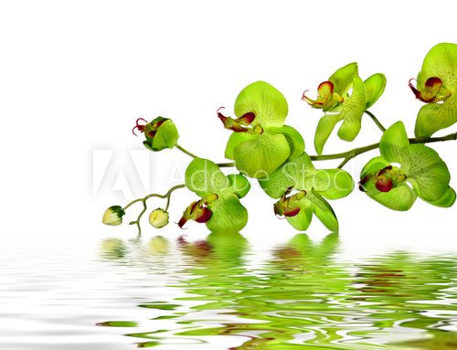 W zieleni odbicia orchidei Fototapety do Salonu Fototapeta