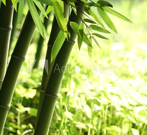 W zielonym, bambusowym lesie Las Fototapeta