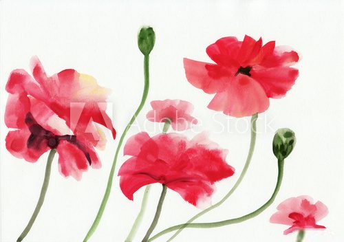 Watercolor painting of red poppies Fototapety Maki Fototapeta