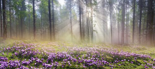 Wiosenne promienie leśnego słońca  Las Fototapeta