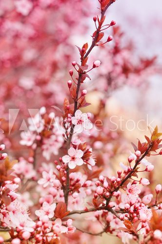 Wiśniowy sad – owocowe kwiaty
 Kwiaty Fototapeta