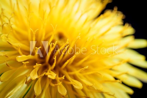 Yellow dandelion flower on black, shallow depth of field.  Dmuchawce Fototapeta