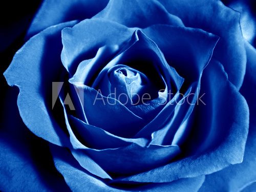 Z niebieskim nastawieniem  Kwiaty Fototapeta