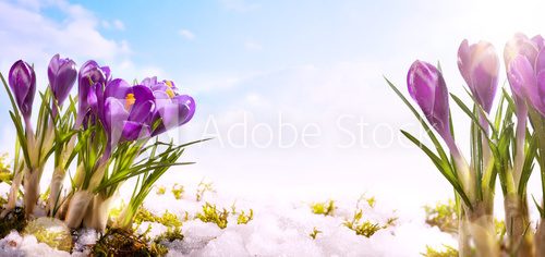 Z zapachem wiosennych krokusów Kwiaty Fototapeta