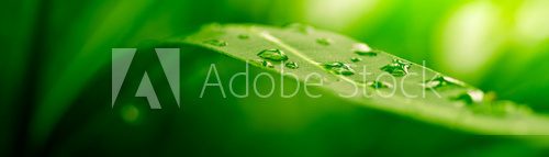 Zielony liść skąpany poranną rosą Fototapety do Kuchni Fototapeta