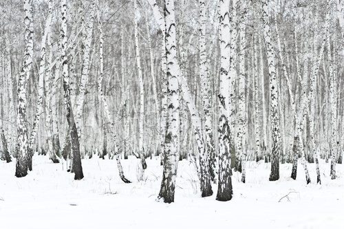 Zimowy brzozowy las w białym pejzażu Styl skandynawski Fototapeta