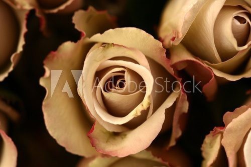 Zoom na kwiaty – różane zbliżenie
 Obrazy do Sypialni Obraz