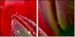 15487800