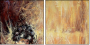 21581087