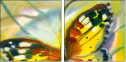 21683658