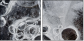 25109455