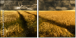 27477176