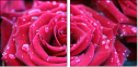 30650072