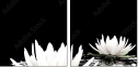 31116780